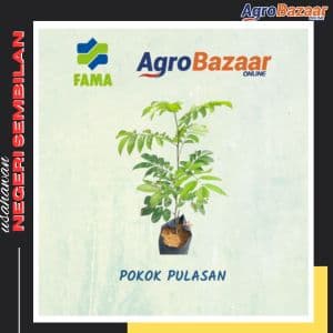 Pokok Pulasan