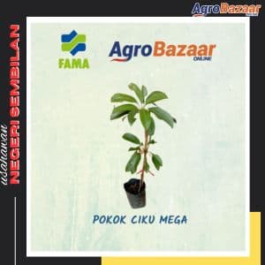 Anak Pokok Ciku Mega