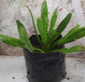 Self Pick-up - Pokok Ketumbar Jawa - Image 1