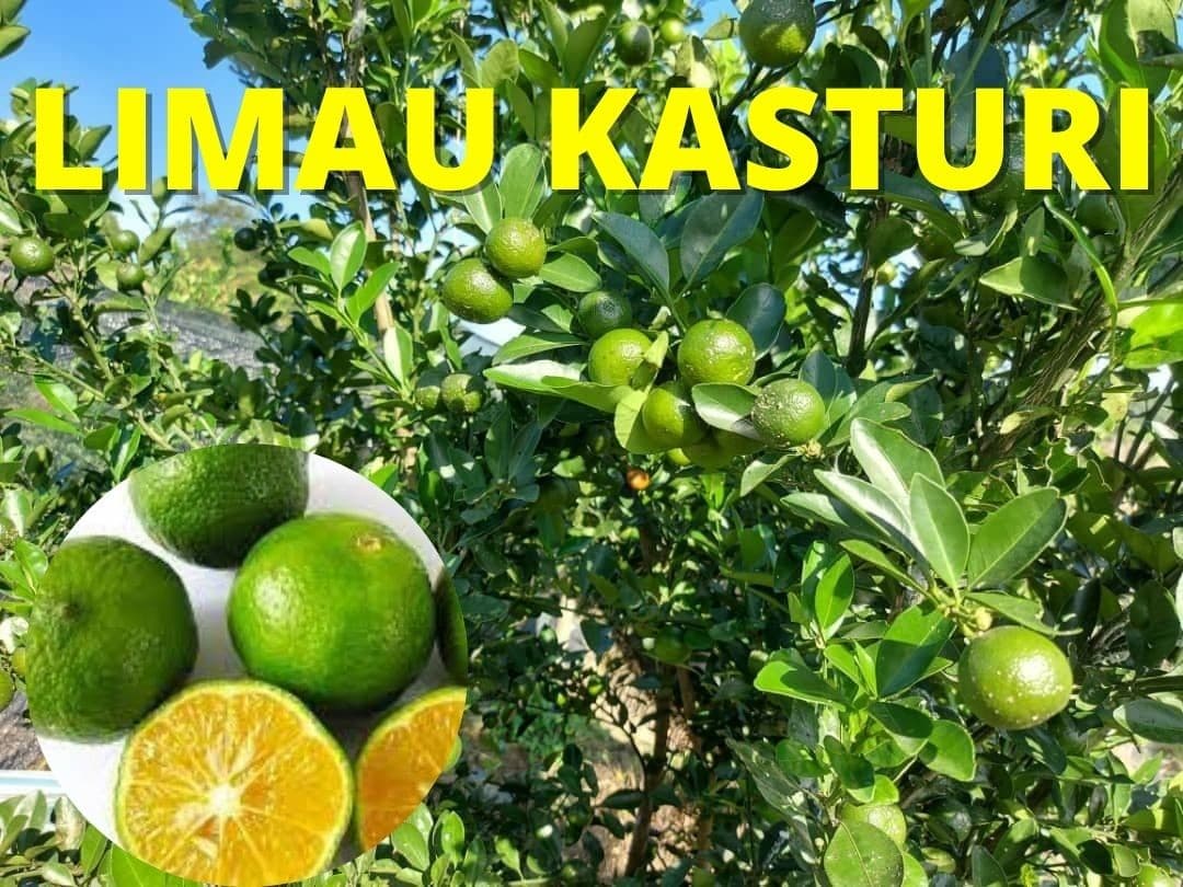Benih Pokok Limau Kasturi