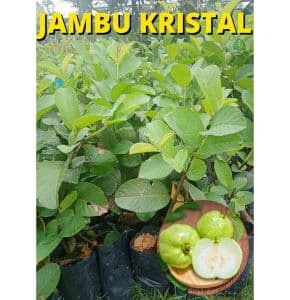 POKOK JAMBU BATU KRISTAL
