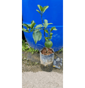 Pokok Limau Bali Sunkist