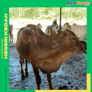 LEMBU JARAS - Image 1