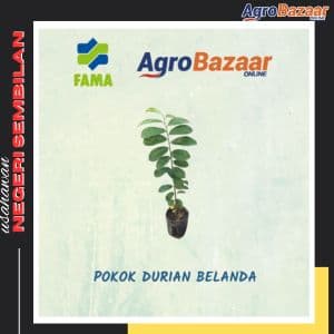 Anak Pokok Durian Belanda Biji - Image 1