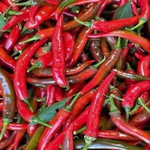 CILI SEGAR - Image 1