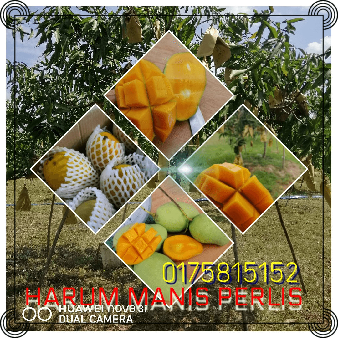 PAUH PUTRA HARUM MANIS cover