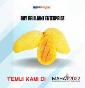 MANGGA COKANAN - Image 1