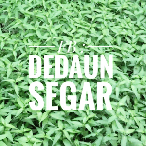 Anak Pokok Daun Kesum