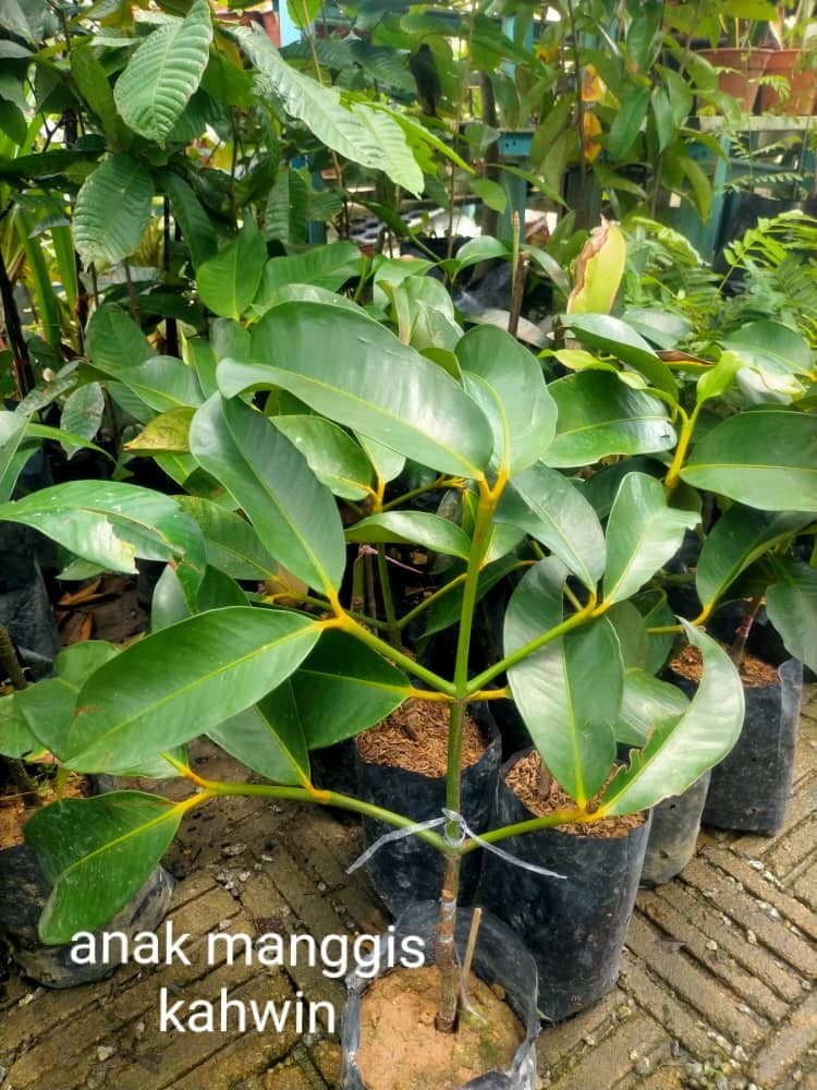 POKOK MAGGIS KAHWIN - Image 1