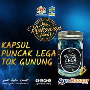 KAPSUL PUNCAK LEGA TOK GUNUNG NAKAWAN HERBS