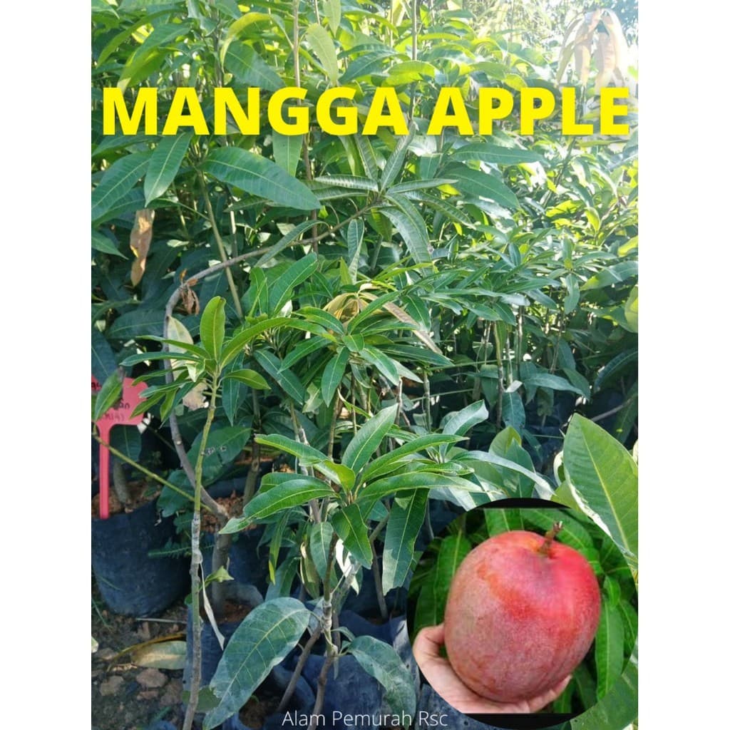 POKOK MANGGA APPLE