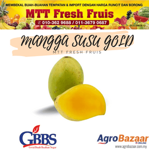 MANGGA SUSU GOLD