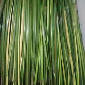 Pucuk palas/daun ketupat - Image 1
