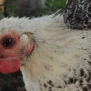 AYAM KAMPUNG - Image 1