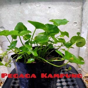 Self Pick-up - Pokok Pegaga Kampung - Image 1