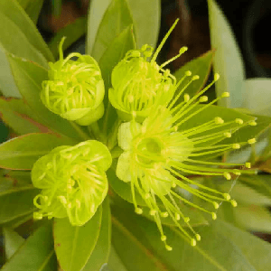Pokok Jambu Bertih putih