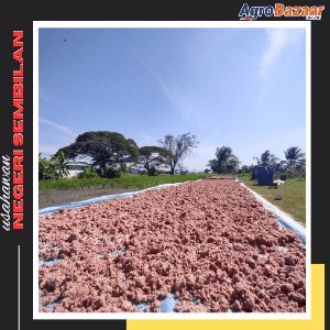 BELACAN MADU PERLIS - Image 1