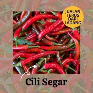 CILI SEGAR