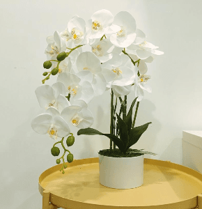 SR SERVERNIOR & ROMANCE - Image 1