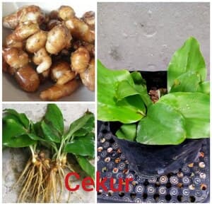 Self Pick-up - Pokok Cekur