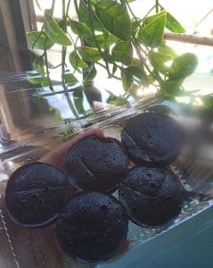 Apam Coklat - Image 1