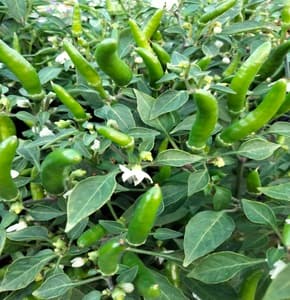 Pokok Cili Api Burong