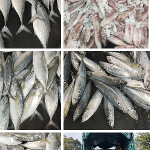 ikan kembung - Image 1