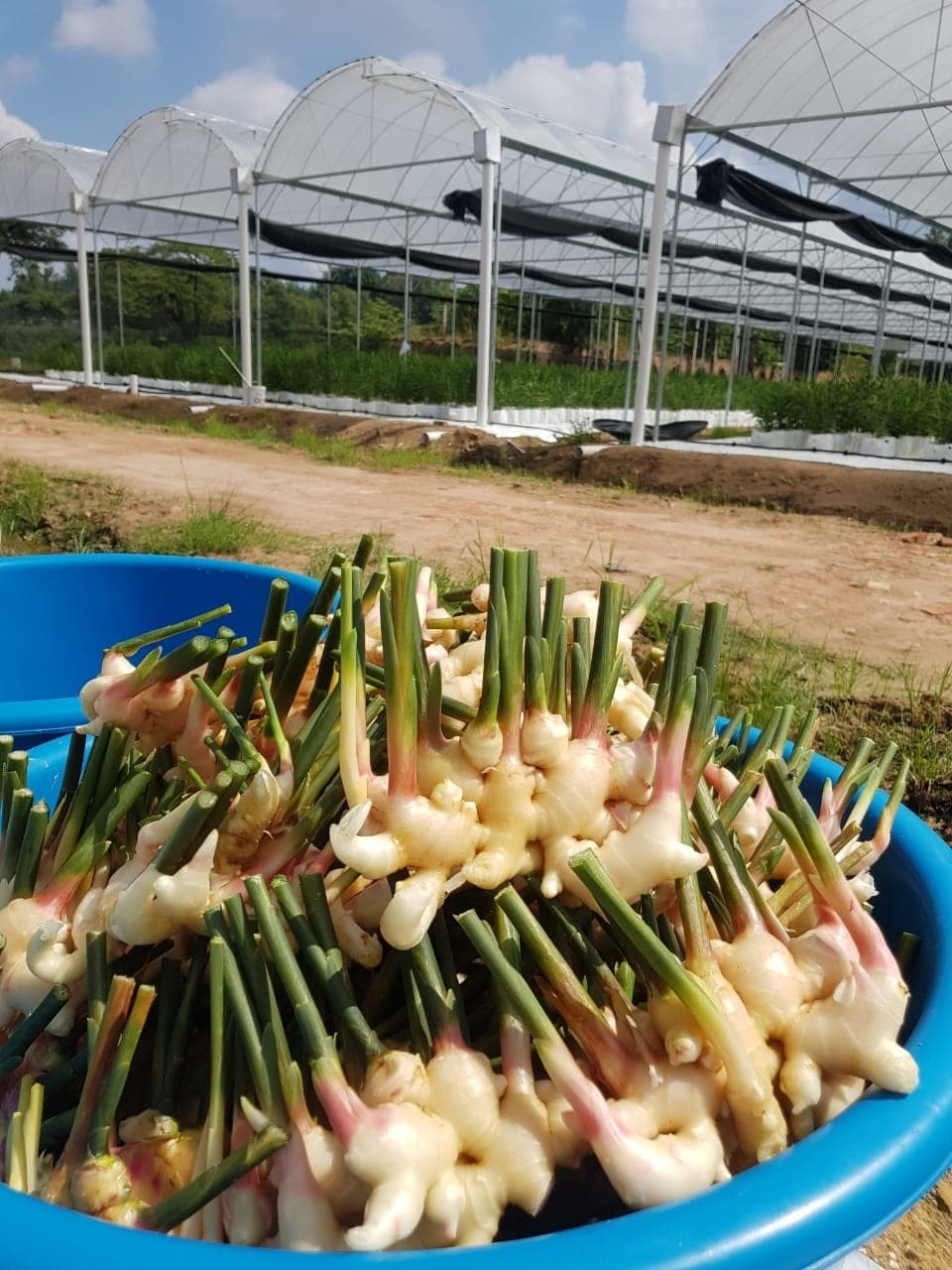 Fresh Ginger - 10Kg - Image 1