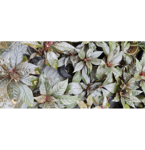 Pokok Sambung Nyawa Merah@Hitam - Image 1