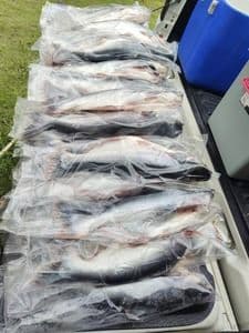 IKAN PATIN FROZEN TERNAK SANGKAR SG PAHANG