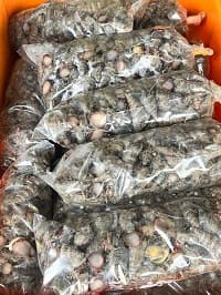 SIPUT SEDUT@KOYONG - Image 1