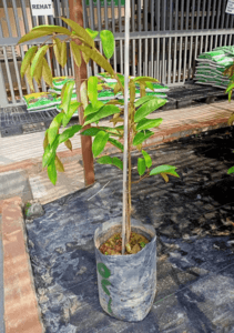 SELF PICKUP - ANAK POKOK DURIAN DURI HITAM / D200 (SAIZ M)