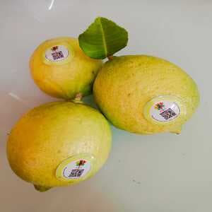 Lemon - Image 1