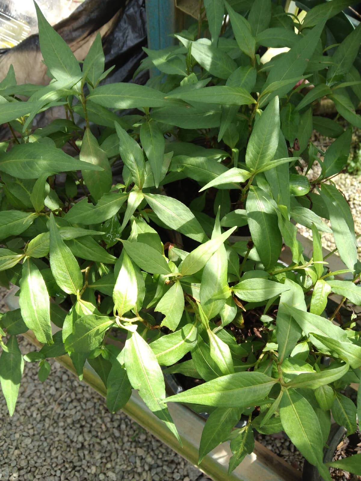 anak pokok daun kesum - Image 1