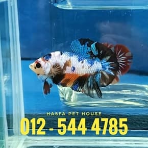 Ikan Laga Hiasan (Ekor Pendek) Pickup
