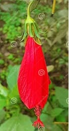 ABO- Malvaviscus Arboreus plant sapling / Anak Pokok Bunga raya kuncup/Bunga raya lada