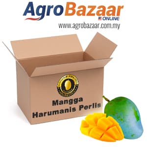 Mangga Harumanis Perlis - Image 1