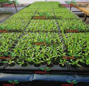 Anak Pokok Cili - Image 1