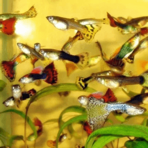 Guppy Jantan/Betina - Image 1