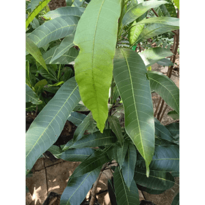 Anak Pokok MA222 Mangga Putra Kayangan