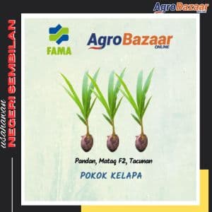 Anak Benih Pokok Kelapa