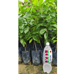 Pokok Durian Belanda