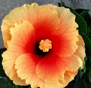 Bunga Raya Hybrid - Image 1