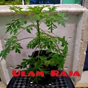 Self Pick-up - Pokok Ulam Raja - Image 1