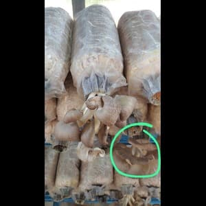 CENDAWAN SEGAR - Image 1