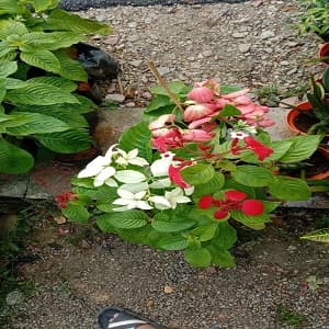 Pokok Janda Kaya - Image 1